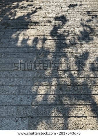 Shadow of a tree in the sidewalk