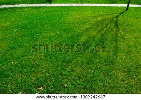 Similar – Image, Stock Photo herald of spring Scooter