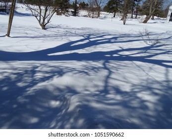 shadow of tree in snow