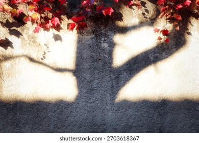 Shadow of a tree trunk cast on a wall with red ivy climbing, creating the illusion of tree foliage, artistic and nature-inspired composition.