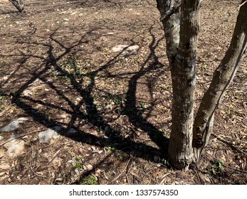 Shadow of a tree without leaves on dry ground
