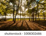 shadow of trees in the forest