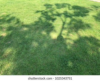 Shadow of trees lay down on green grass field