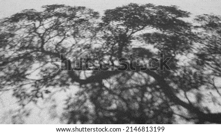 Shadow of trees on road for background. Shadow of leaves on asphalt road. Top view,  Black and white. 