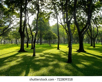 Shadow of trees in the park / Shadow of trees