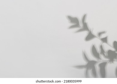 Shadow Of Tropical Leaves On Light Background