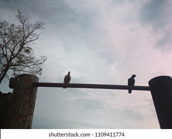 Shadow Of Two Bird On The Timber