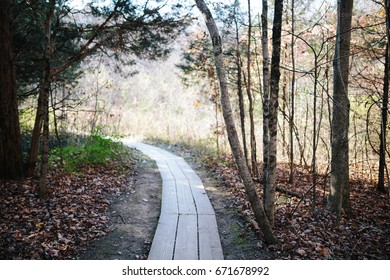 Shadowed Path in the Woods