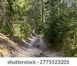 Shadowed pine trail winding through trees, cool shaded corridor with exposed roots, mossy banks and narrow