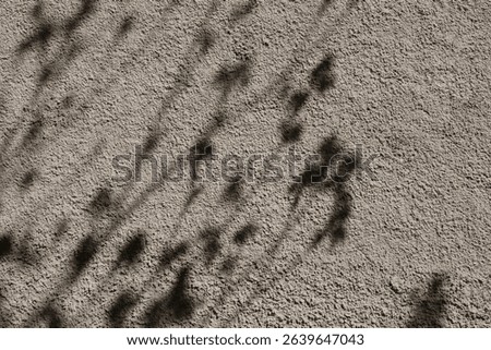 Shadows cast by branches create an abstract pattern over an irregular concrete wall, enhancing the aesthetic contrast of texture and shadow interplay.
