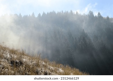 Shadows cast by pine trees on a hillside in a freezing fog.