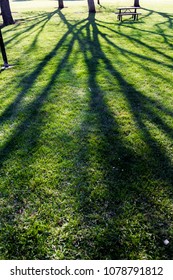 shadows cast by trees