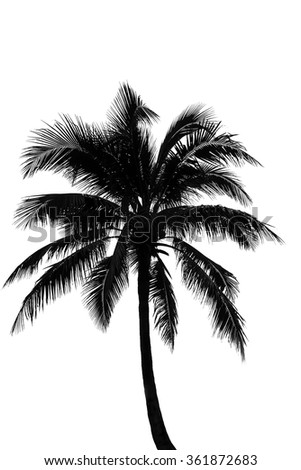 Shadows of coconut trees on isolate background