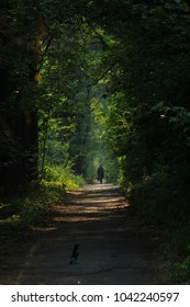 Shadows in the forest