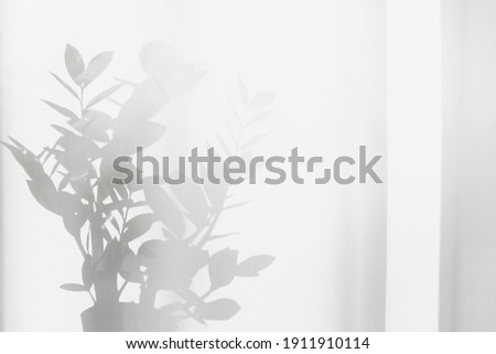 Shadows houseplants curtain bright sunlight blur soft focus copy space background.