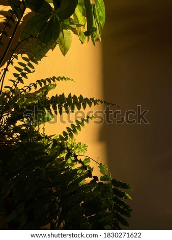 Shadows of leafs with sun