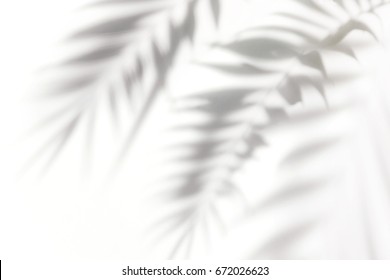 Shadows from the leaves of tropical trees on a white wall