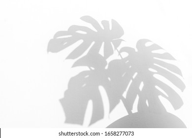 Shadows Monstera Leaf On Concrete Textured Wall Surface Background. White And Black Tone