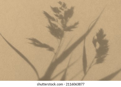 Shadows Nature Light Beige Background. Neutral Contrast Design Made Of Dry Grass. Fashionable Earthy Decorative Shades. Calm Natural Pastel Design. The Concept Of The Beauty Of The Earth. Copy Space