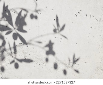 Shadows of olive leaves on white background. Olive branches textured backgrounds. Extraction of olive oil. Space for text.