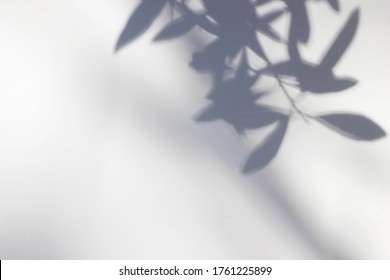 Shadows of olive tree leaves, branches over white wall. Summer background  with a pattern of lens flare. Sunlight overlay, soft blurred photograpy, no people, empty copy space. Mediterranean concept.