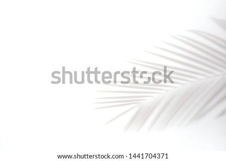 shadows of palm leaves on a white wall.natural leaves tree branch falling on white wall texture for background and wallpaper,