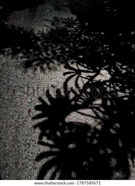 Shadows of palms and shrubs cast on anti-skid
flooring under night
light.