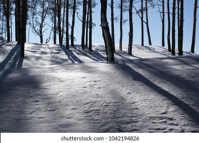 Shadows in the pine forest.