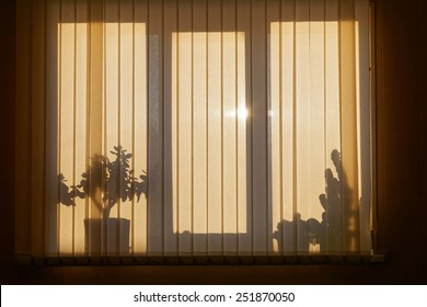 Shadows silhouette on the venetian blinds. Window backlight