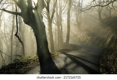 Shadows in sunbeam forest fog. Forest sunbeams. Sunbeam forest shadows. Shadows on sunbeam forest road