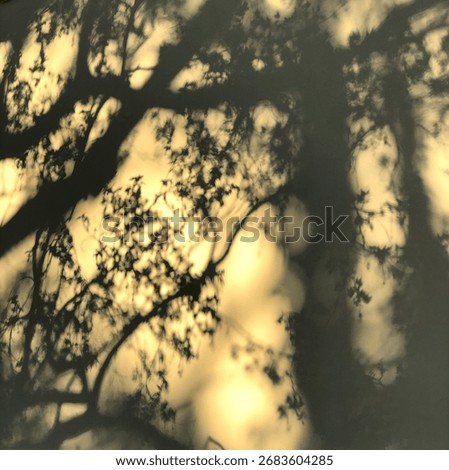 Shadows of tree branches and leaves on yellow wall. Texture of tree branches on a wall illuminated by the setting sun