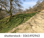 Shadows of tree on path, Rydal Water, Lake District, Cumbria, England