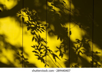 Shadows of Trees on Yellow Wall