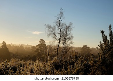 Shadows And Winter Sun On Blackheath Common, Surrey, UK