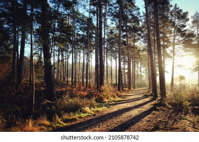 Shadows And Winter Sun On Blackheath Common, Surrey, UK