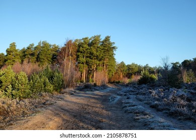 Shadows And Winter Sun On Blackheath Common, Surrey, UK