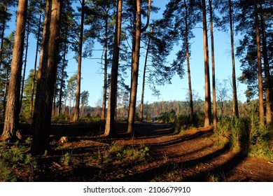 Shadows And Winter Sun On Blackheath Common, Surrey, UK