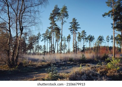 Shadows And Winter Sun On Blackheath Common, Surrey, UK