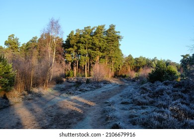 Shadows And Winter Sun On Blackheath Common, Surrey, UK