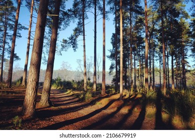 Shadows And Winter Sun On Blackheath Common, Surrey, UK