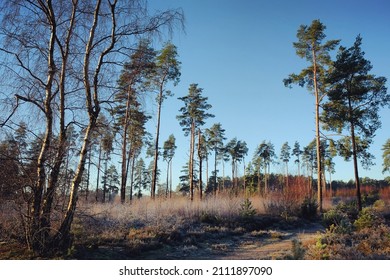 Shadows And Winter Sun On Blackheath Common, Surrey, UK