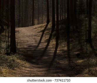 Shadowy forest