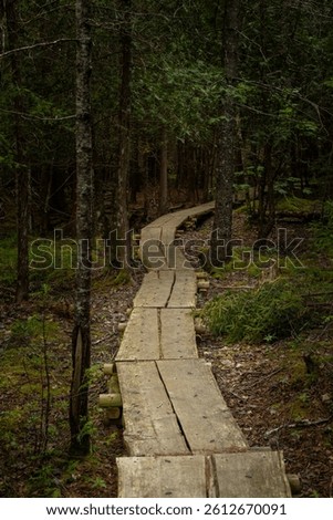 Shadowy Forest with Planked Boardwalk in Acadia National Park