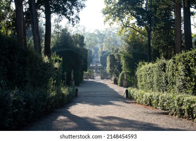 Shadowy sunlit pathway lined with hedges and trees