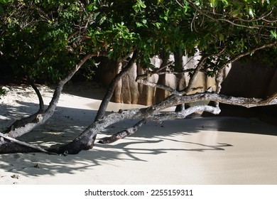 A shady beach with white sand and thickets. Seychelles coast. - Shutterstock ID 2255159311