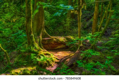 A Shady Enchanting Scene Found In The Forest While Hking In Forest Park, Portland, Oregon