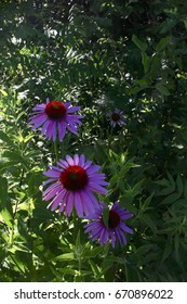 Shady Garden Of Purple Coneflowers