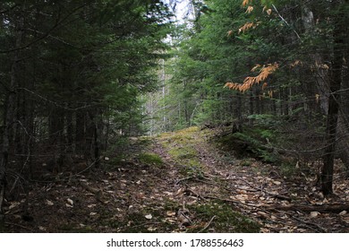 Shady Maine Forest Abandoned Trail