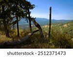 Shady perch with bare trees in a rolling mountain area. 