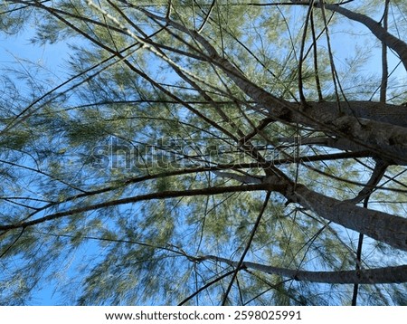 Shady pine trees during the day taken from a low angle